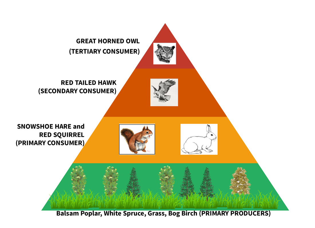 Forest Ecosystem Food Pyramid